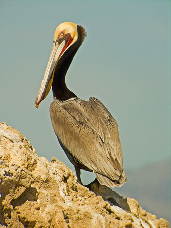 Brown Pelican Salton Sea Ca. Feb 2009