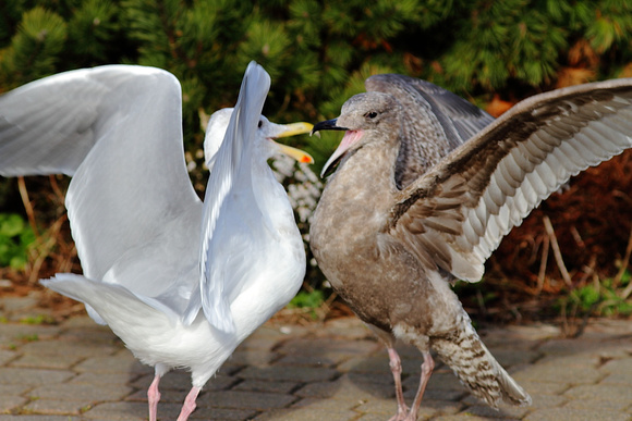 Gulls fighting 3