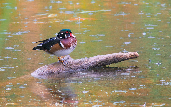 Wood Duck male Sept 20 2014 GBH Reserve  2084