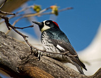 Acorn woodpecker mar.09 az