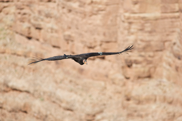 California Condor May 21 2014 Marble Canyon  1306