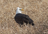 American Bald Eagle Jan 8 2015 Sumas  696