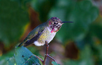 Anna's Hummingbird male Sept 20 2014 Home  2071
