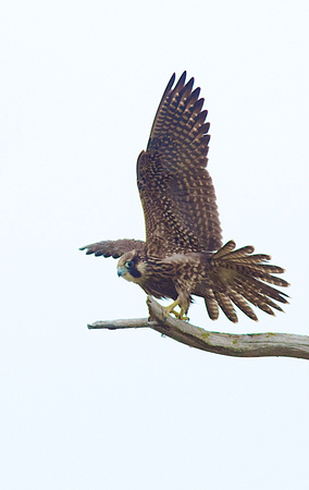 Peregrine Falcon Aug 30 2014 Reifel  1822