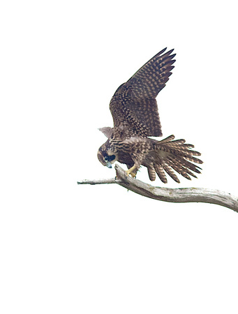 Peregrine Falcon Aug 30 2014 Reifel  1821