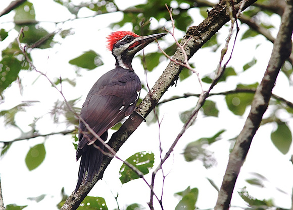 Pileated Woodpecker Aug 20 2014 GH Reserve  1755