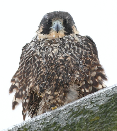 Peregrine Falcon icy stare