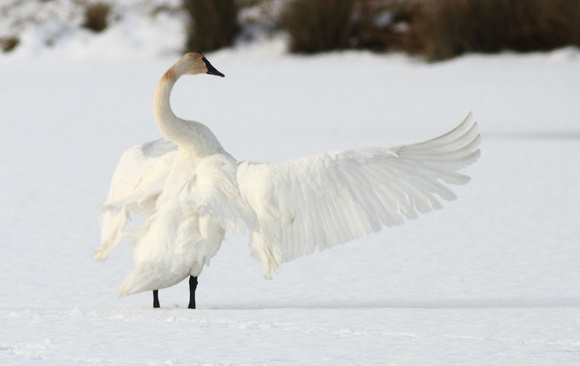 Trumpeter Swan wing out
