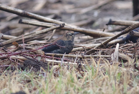 Rusty Blackbird Jan 3 2015 Fooks Rd. Sumas  677