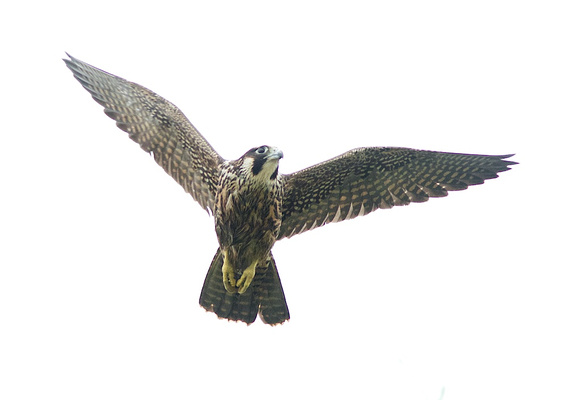 Peregrine Falcon Aug 30 2014 Reifel  1825