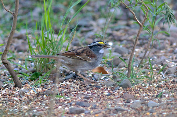 White-throated Sparrow Apr 17 2014 Portal  779