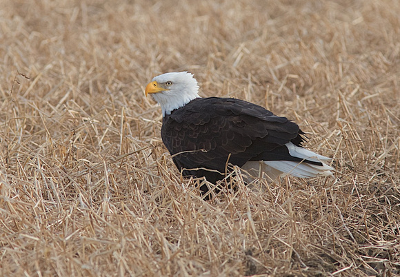 American Bald Eagle Jan 8 2015 Sumas  695