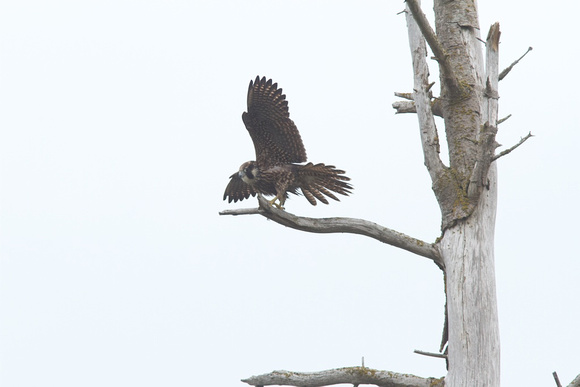 Peregrine Falcon Aug 30 2014 Reifel  1823