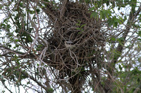 Loggerhead Shrike & nest