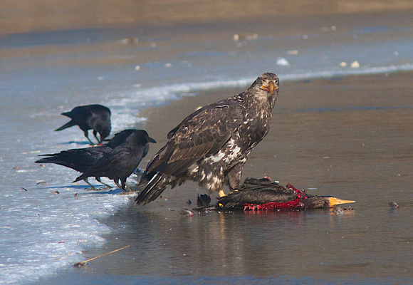 American Bald eagle juv. cormorant feb 8 2014 Bryden Lagoon  313