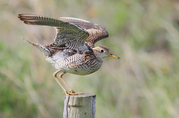 Upland Sandpiper wings up