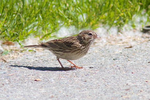 Vesper Sparrow June 1 2014 Grant Narrows  1305