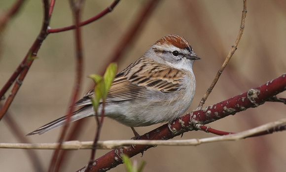 Chipping Sparrow Apr 7 2022 Wilband - 4 of 4