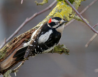 Downy Woodpecker nictitating membrane male Dec 19 2013 home  206