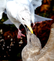 Gulls fighting 2