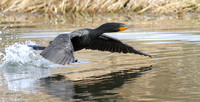 Double-creasted Cormorant 2