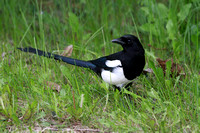 Jays Crows Ravens