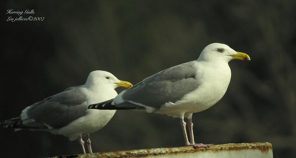 Herring-Gulls-Mar.2807-Iona