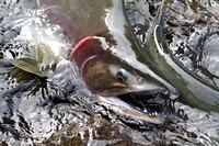 Pink Salmon Oct 9 2013 Weaver Spawning Channel  011