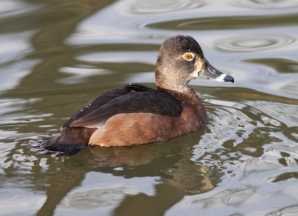 Ring-necked Duck female