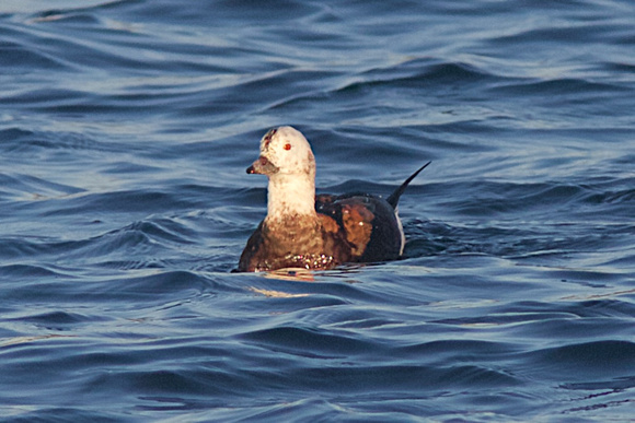 Long-tailed Duck Nov 15 2014 Pt. Roberts  567