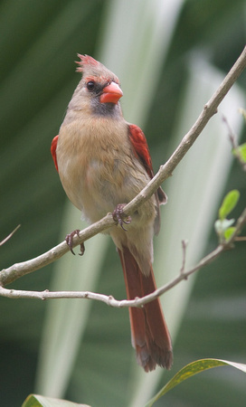 Northern Cardinal female Mar 22 2014 Sabal Palms  453