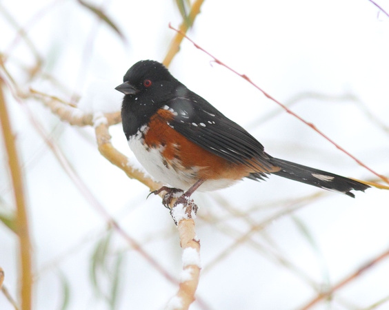Spotted Towhee 2 snow Nov 25 2010 Wilband