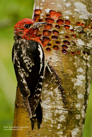 Red-breasted-Sapsucker-June