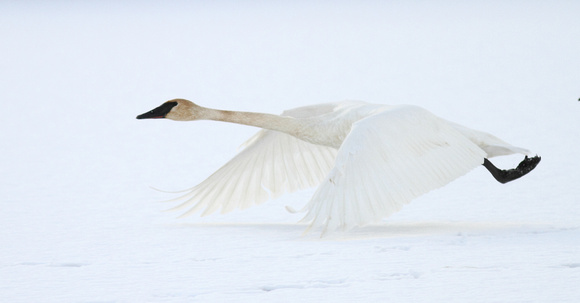 Trumpeter Swan 3 flying