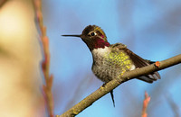 Anna's Hummingbird male 1 Jan 20 2014 Mill Lake  274