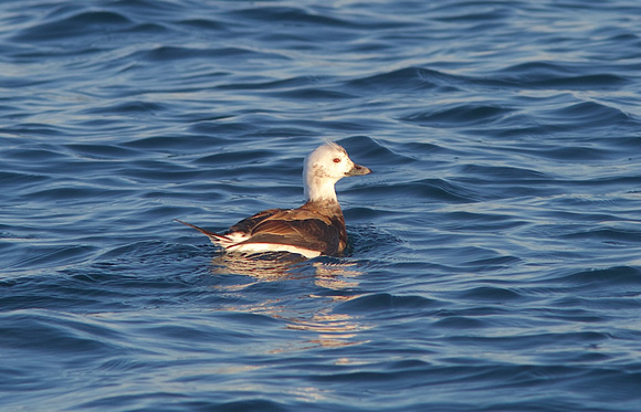 Long-tailed Duck Nov 15 2014 Pt. Roberts  563