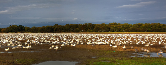 snow geese 2  hdr panorama
