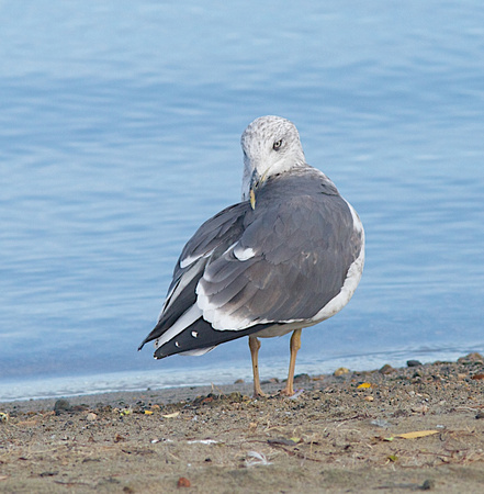 Lesser  Black-backed Gull Oct 14 2014 Penticton Third cycle  299
