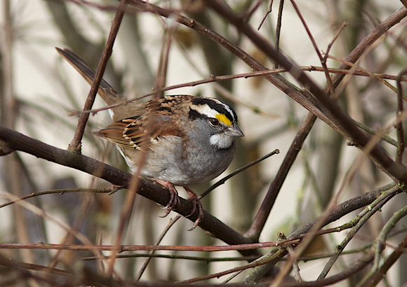 White-throated Sparrow Dec 18 2013 GBH reserve  202
