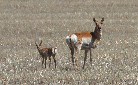 Antelope baby