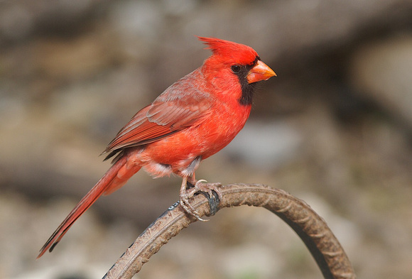 Northern Cardinal May 20 2014 Laguna Atascosa  408