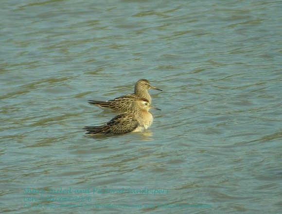 Sharp-tailed-and-Pectoral-Sandpiper