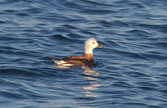 Long-tailed Duck Nov 15 2014 Pt. Roberts  562