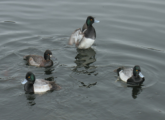 Lesser Scaup group