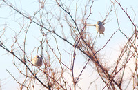 American Tree Sparrow Dec 13 2014 Sumas  631