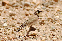 Horned lark May 12 2014 Buenos Aires NWR  1239