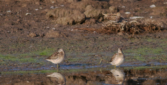 LB Dowitchers with Snipe Oct 12 2013 Wilband  026