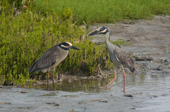 Yellow-crowned Night Heron Mar 27 2014 Padre Convention  525
