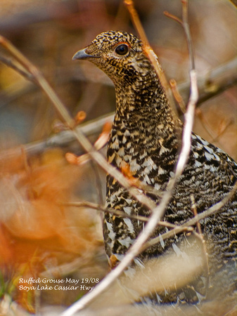 Spruce-Grouse-May-19