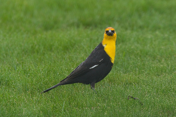 Yellow-headed Blackbird Apr 3 2022 S. Sumas Chilliwack - 3 of 3